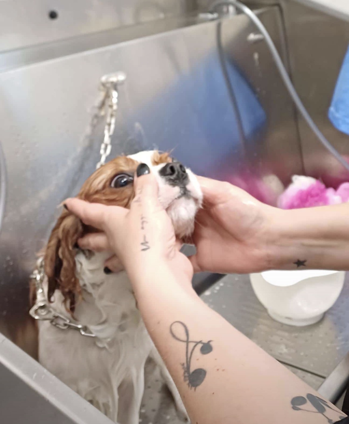 Cane dopo il servizio di cura del pelo