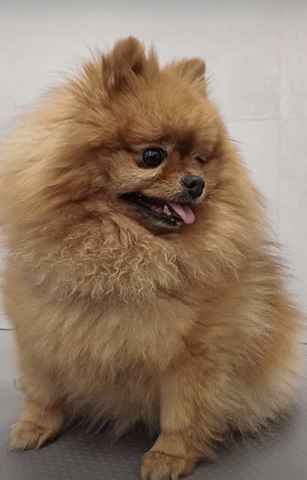 Cane in gallery Cuori a 4 Zampe