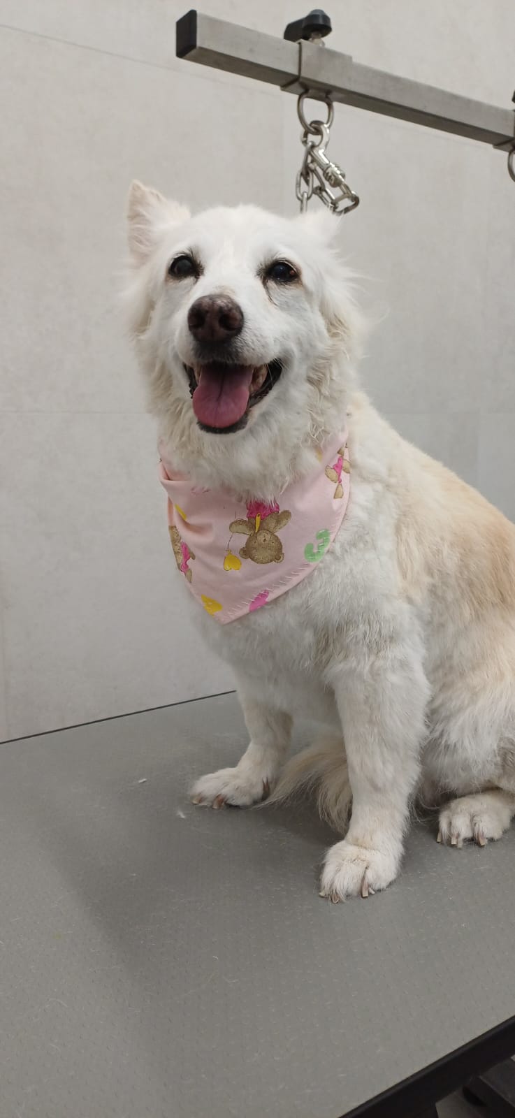 Cane toelettato da Cuori a 4 Zampe