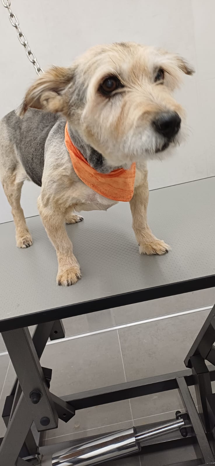 Cane dopo la cura del pelo a Brugherio