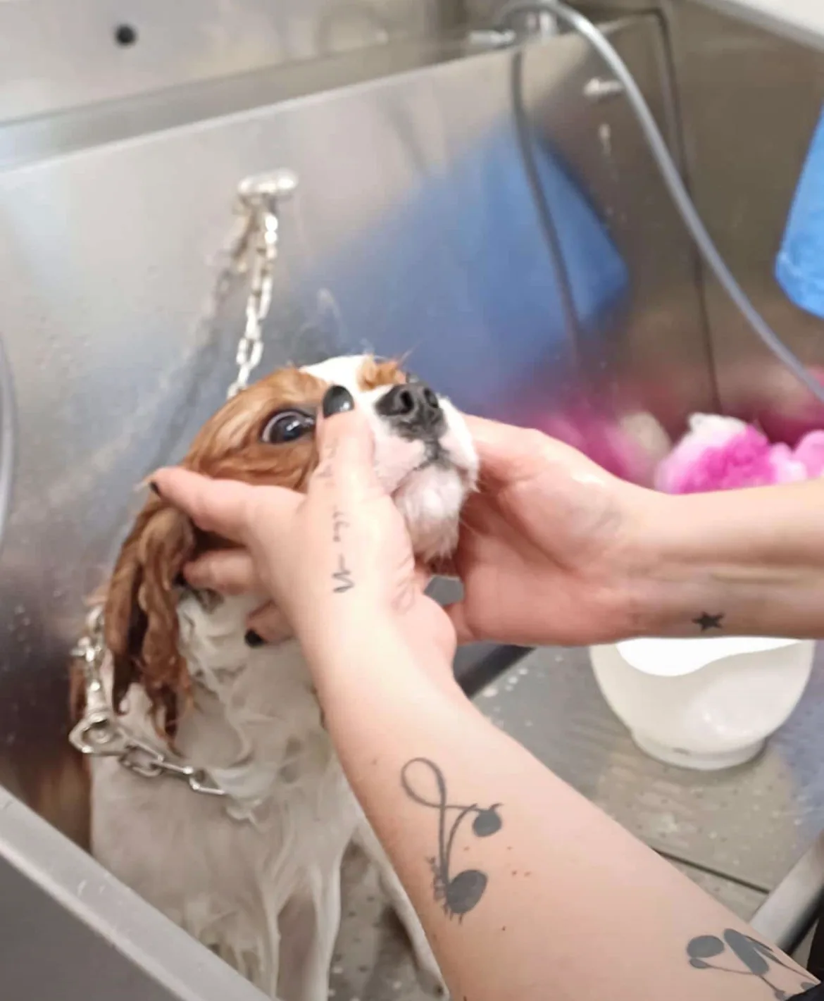 Cavalier King Charles spaniel durante il bagno nella vasca della toelettatura di Brugherio