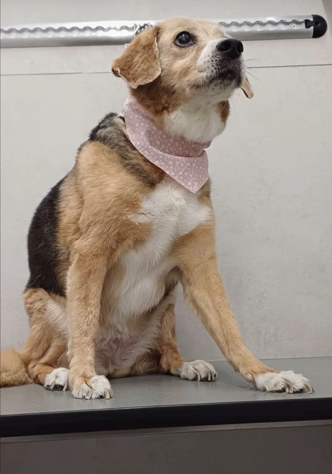 Cane meticcio a pelo corto con bandana rosa dopo bagno e asciugatura da Cuori a 4 Zampe a Brugherio