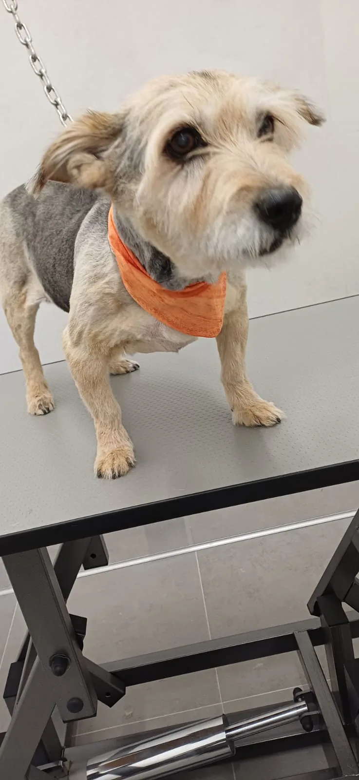 Cane meticcio a pelo ruvido tosato a macchina nella toelettatura di Brugherio