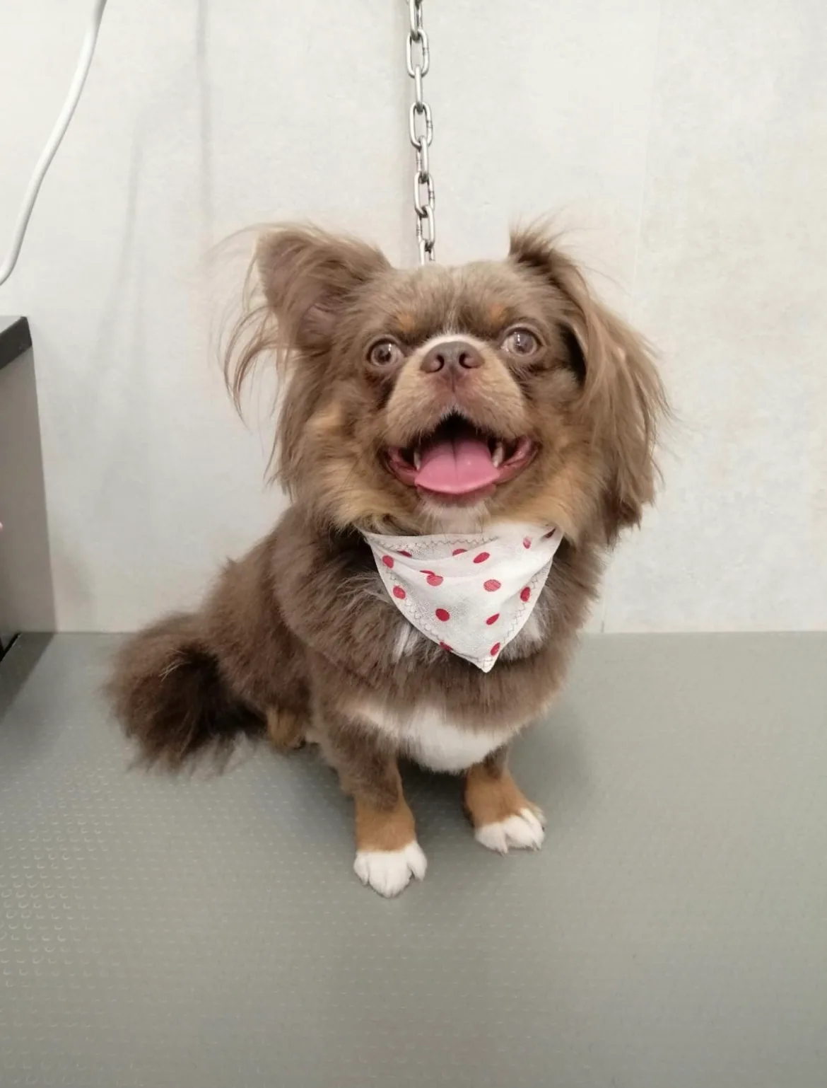Chihuahua a pelo lungo cioccolato seduto sul tavolo dopo la toelettatura completa a Brugherio