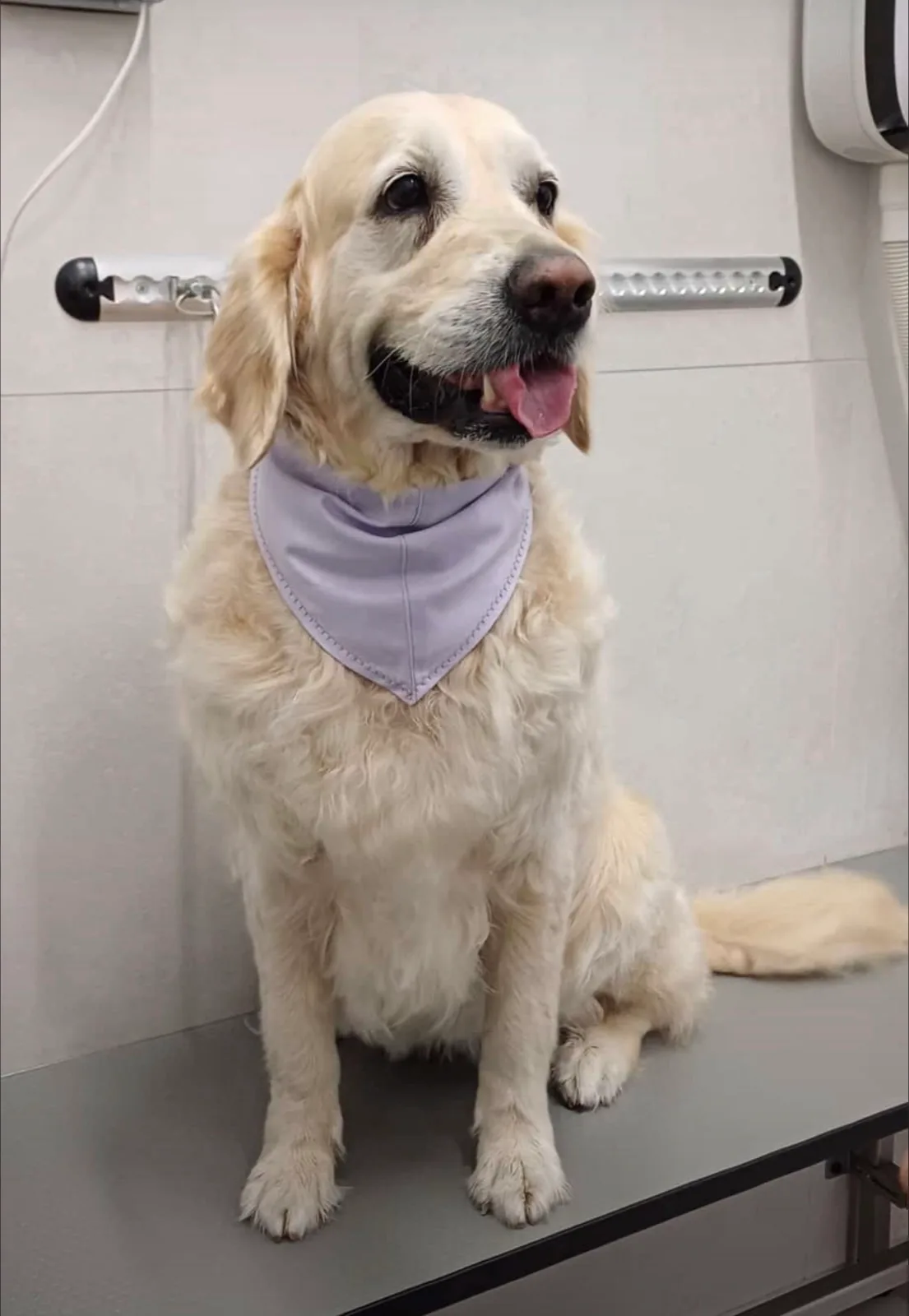 Golden retriever con bandana lilla dopo lavaggio e spazzolatura nella toelettatura di Brugherio