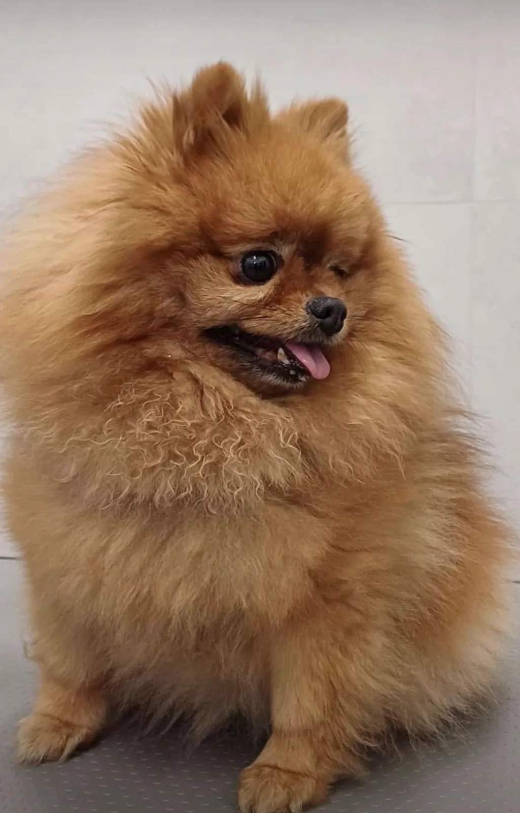 Volpino di Pomerania arancione appena spazzolato e asciugato sul tavolo della toelettatura di Brugherio
